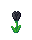 BlackTulip.png