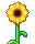 Sunflower.png